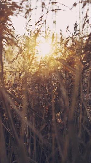 新传奇私服截图2