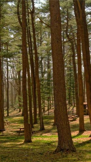 中变传奇sf截图1