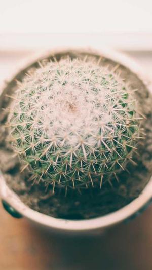 霍去病传奇的一生简介截图4