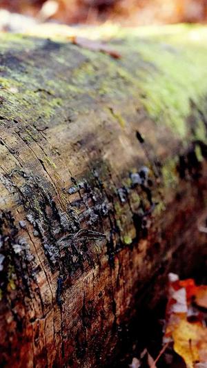 新开电信传奇私服截图1