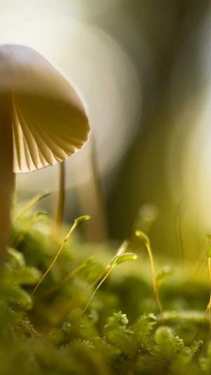 冒险岛托德截图3