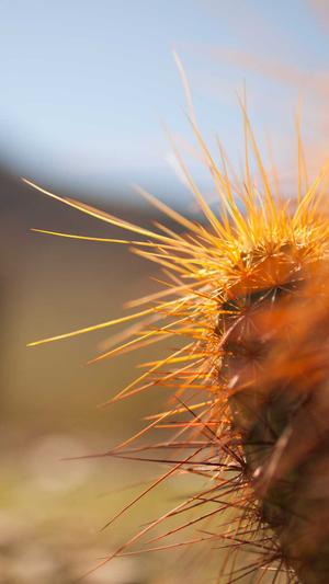 小小冒险岛4截图3