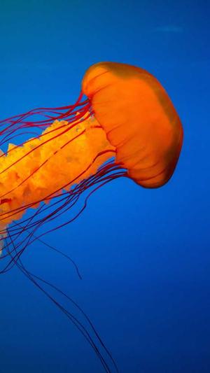 冒险岛唐云的料理攻略截图1