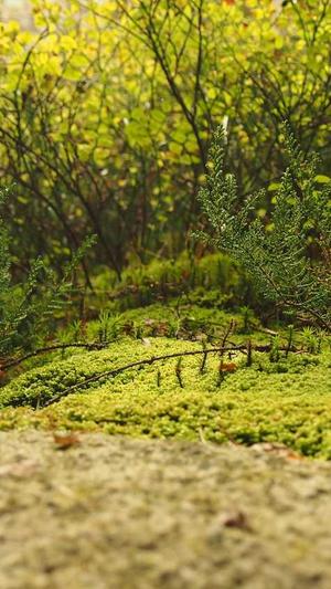 电影李小龙传奇截图2