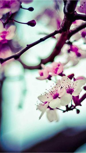 dnf黑钻领取截图1