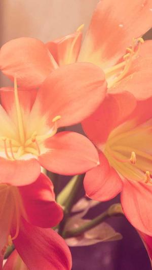 冒险岛贴吧截图1