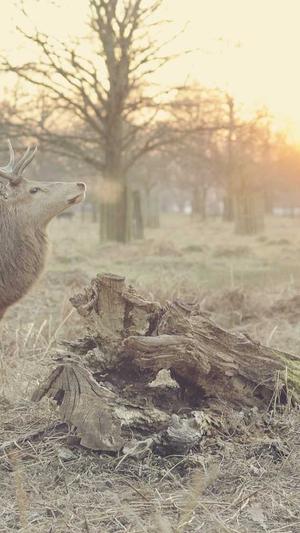 2013新开传奇网截图2