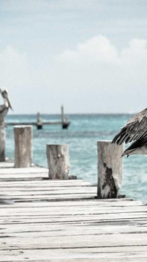 冒险岛风灵使者截图3