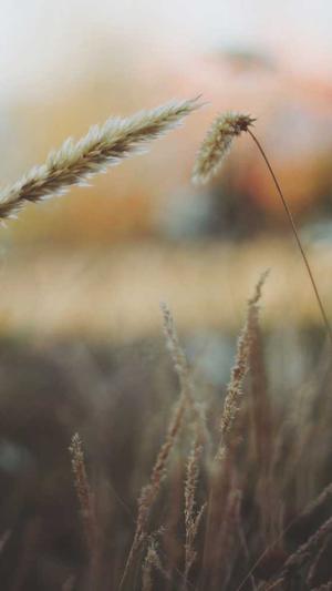 dnf魔皇加点截图4